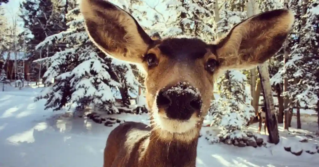 BEST Places to Visit in Colorado in Winter - exploretouristplaces.com - Explore Tourist Places